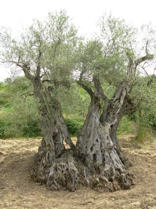 Olivone Monumentale di Montebenichi Bucine (Arezzo)
Un maestoso albero d’ulivo di 11 metri di circonferenza, composto da due grosse ceppaie separate che crescendo si sono fuse. Alto quasi 5 metri, si stima abbia oltre 300 anni.